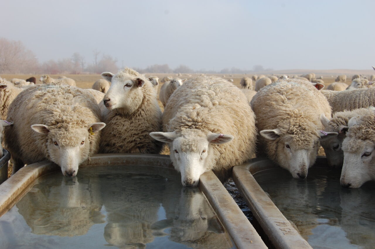Can Sheep Eat Pumpkins? A Feeding Guide for This Superfood Sheep School site